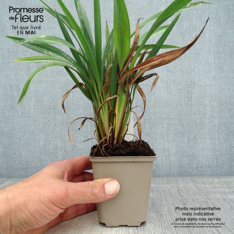 Exemplar von Dianella revoluta Blue Stream - Blaue Flachslilie Kleine Töpfe von 8/9 cm wie im Frühjahr geliefert