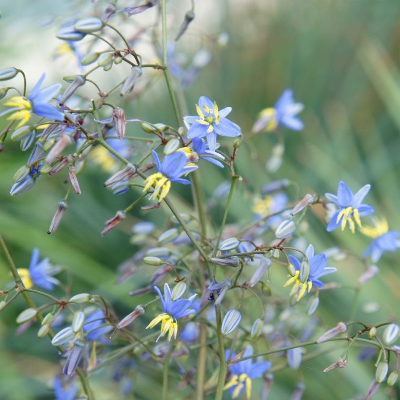 Dianella revoluta Coolvista - Blaue Flachslilie (Blüte)