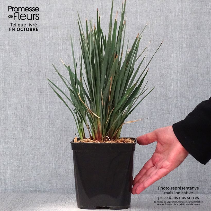 Example of Dianella revoluta Little Rev - Blaue Flachslilie Topf mit 2L/3L as you get in automne