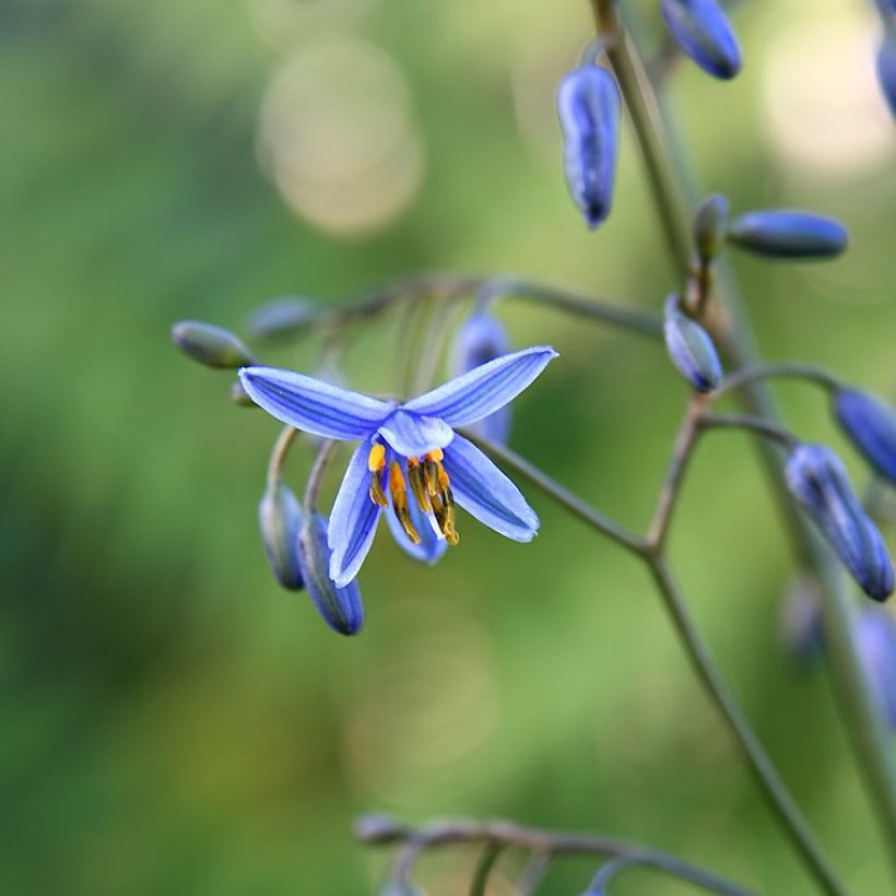 Dianella tasmanica Variegata - Blaue Flachslilie (Blüte)