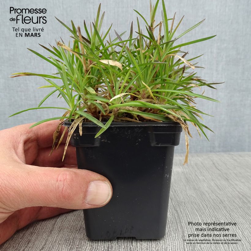 Exemplar von Garten-Nelke Evening Star - Dianthus Kleine Töpfe von 7/8 cm wie im Winter geliefert