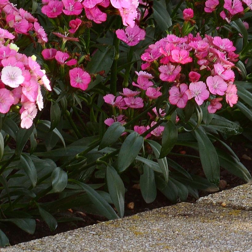 Dianthus barbatus Jolt Pink Magic - Bartnelke (Foliage)