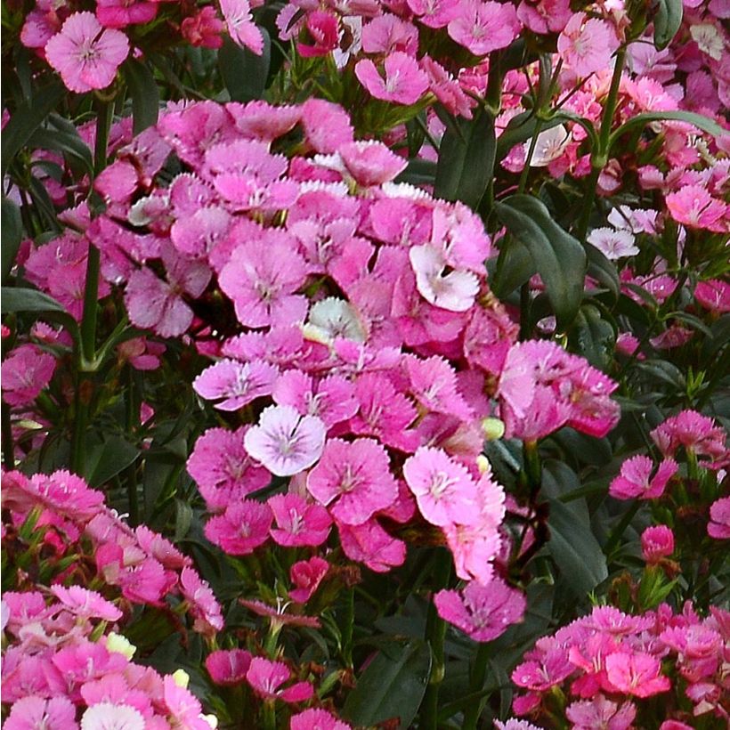 Dianthus barbatus Jolt Pink Magic - Bartnelke (Flowering)
