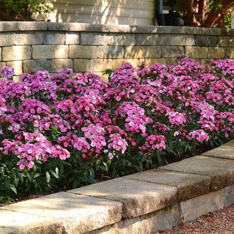 Dianthus barbatus Jolt Pink Magic - Bartnelke (Plant habit)