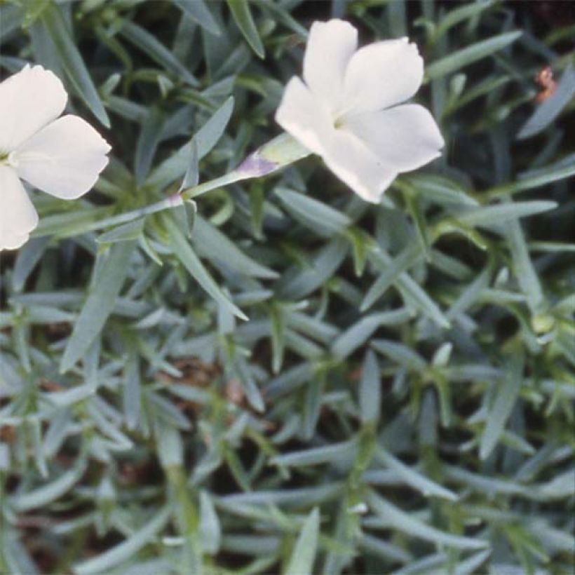Pfingst-Nelke La Bourboule Alba - Dianthus gratianopolitanus (Foliage)