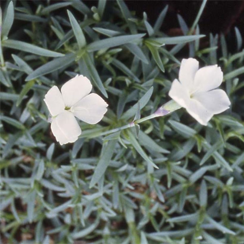 Pfingst-Nelke La Bourboule Alba - Dianthus gratianopolitanus (Flowering)