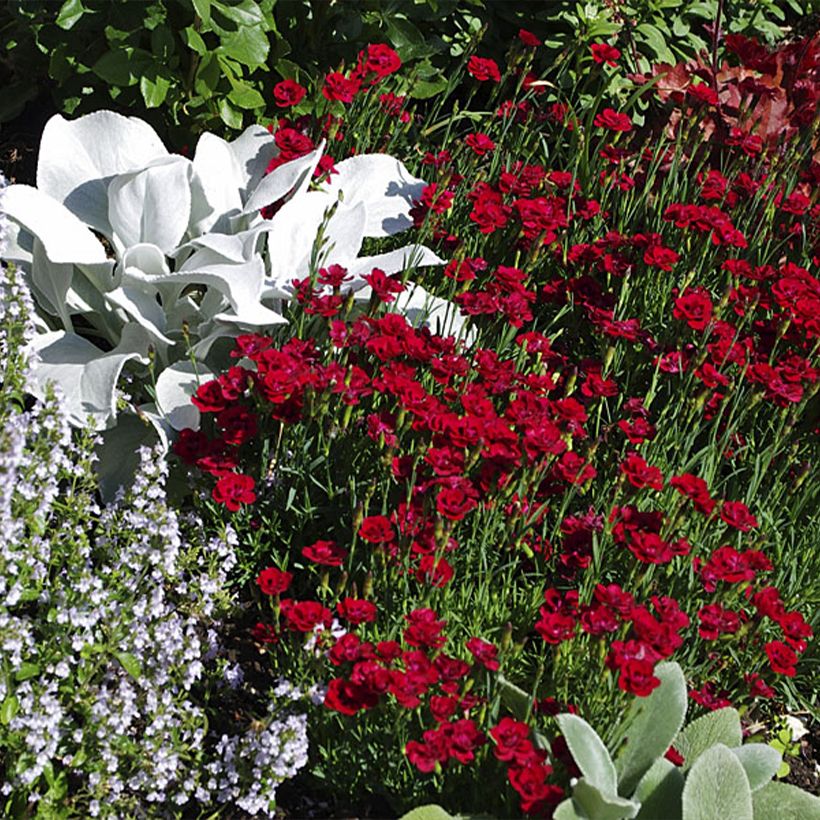 Feder-Nelke Merci Fleuri - Dianthus plumarius (Plant habit)
