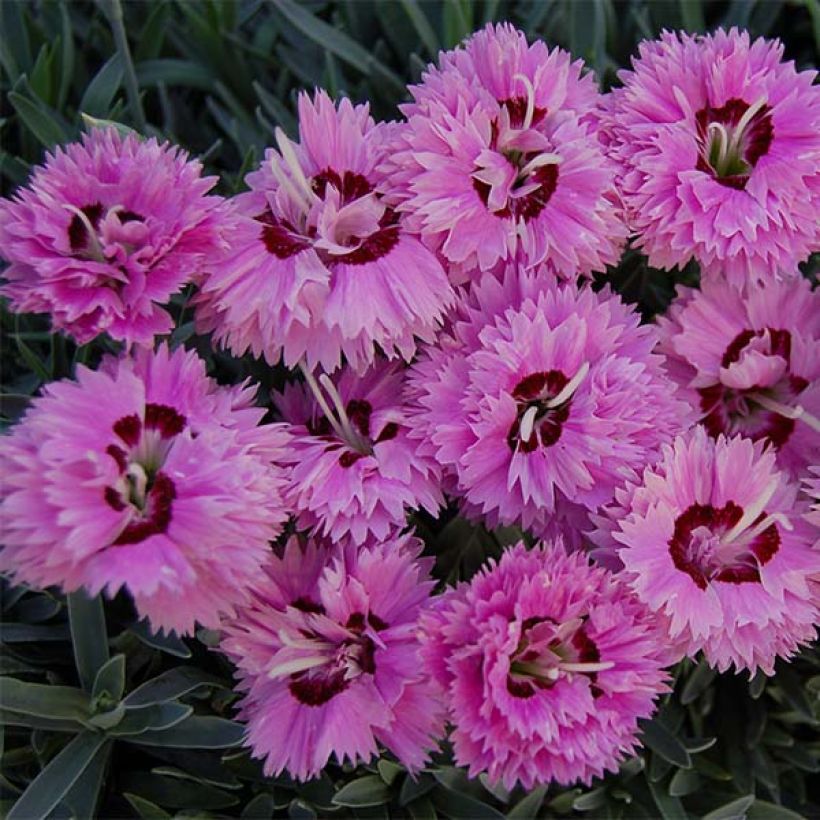 Garten-Nelke Pop Star - Dianthus (Flowering)