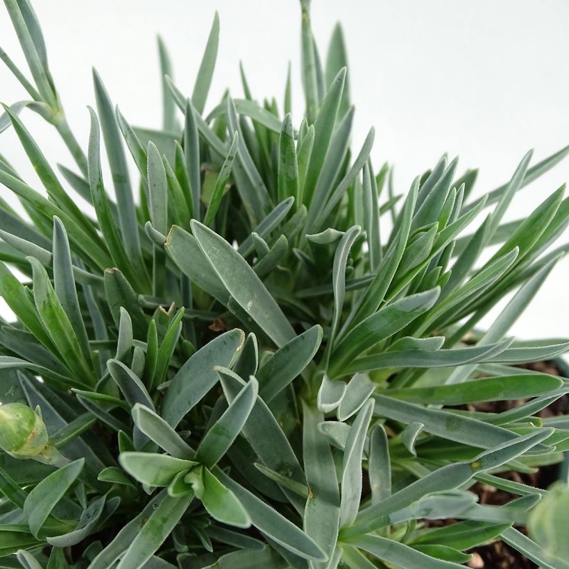 Garten-Nelke Pop Star - Dianthus (Foliage)