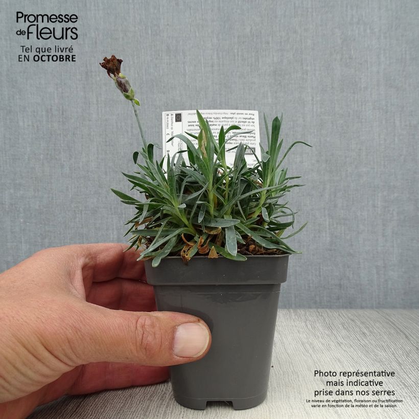 Example of Garten-Nelke Pop Star - Dianthus Kleine Töpfe von 8/9 cm as you get in automne