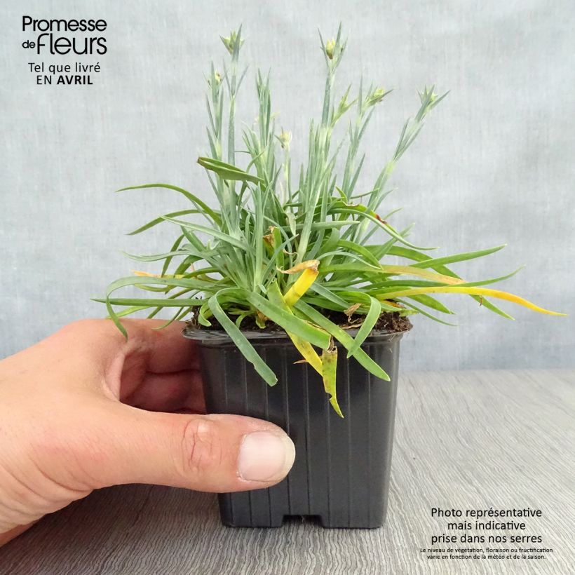 Exemplar von Feder-Nelke Scent First Coral Reef - Dianthus plumarius Kleine Töpfe von 7/8 cm wie im Frühjahr geliefert