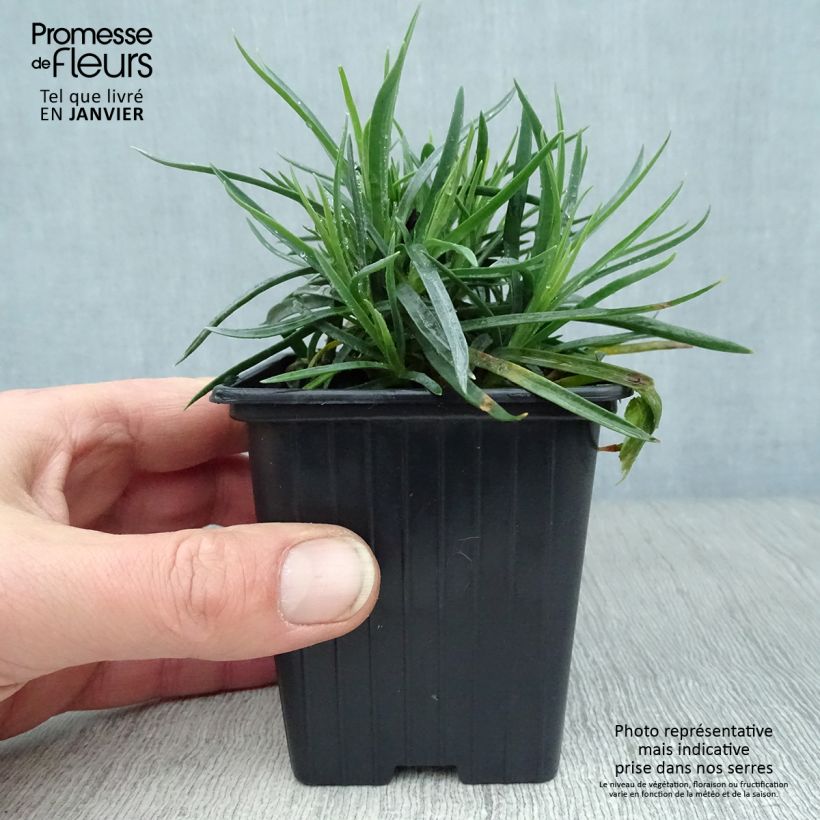 Exemplar von Feder-Nelke Scent First Coral Reef - Dianthus plumarius Kleine Töpfe von 7/8 cm wie im Winter geliefert