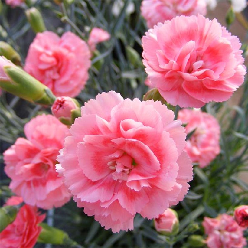 Feder-Nelke Scent First Romance - Dianthus plumarius (Flowering)