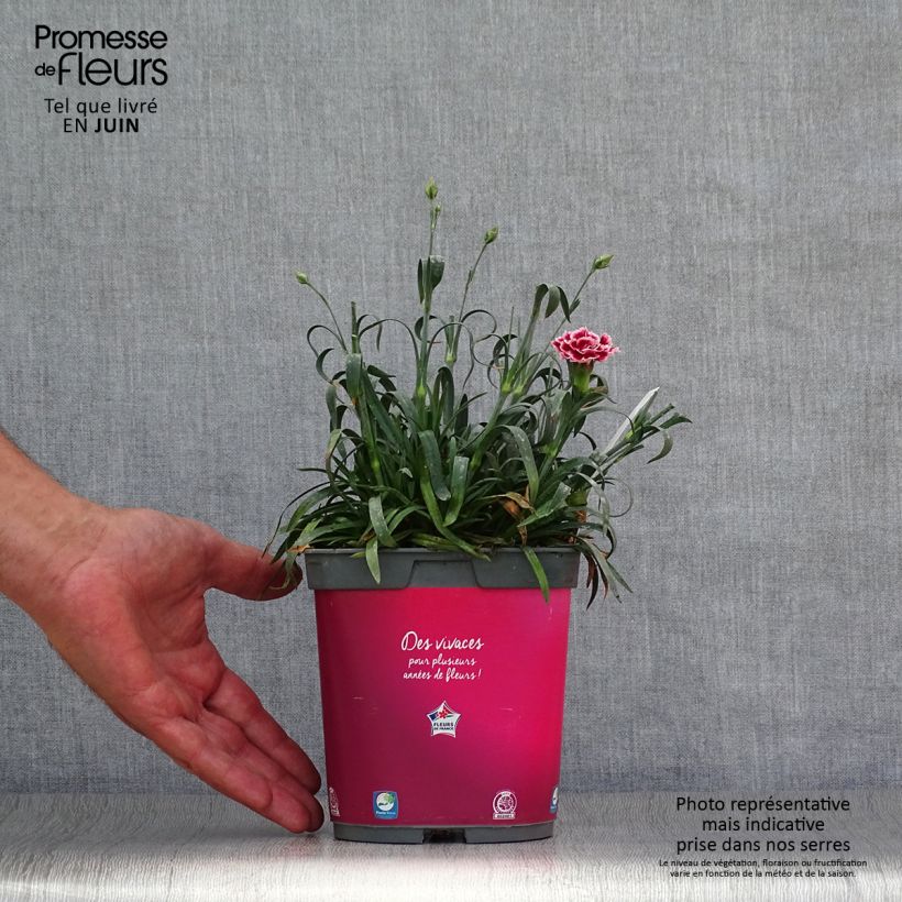 Exemplar von Feder-Nelke Scent First Sugar Plum - Dianthus plumarius Topf mit 2L/3L wie im Sommer geliefert