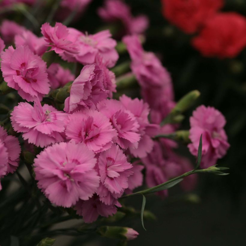 Feder-Nelke Scent First Tickled Pink - Dianthus plumarius (Flowering)