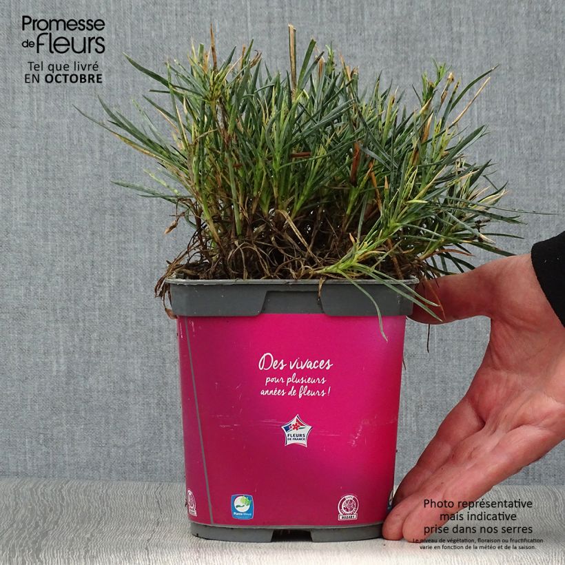 Example of Feder-Nelke Scent First Tickled Pink - Dianthus plumarius Topf mit 2L/3L as you get in automne