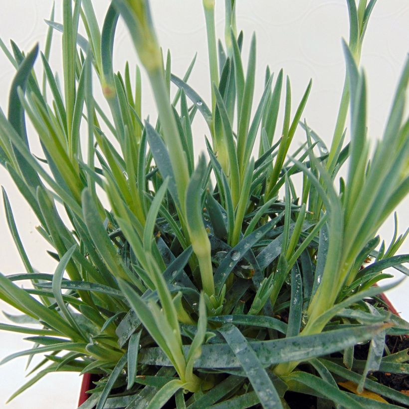 Feder-Nelke Scent First Tickled Pink - Dianthus plumarius (Foliage)