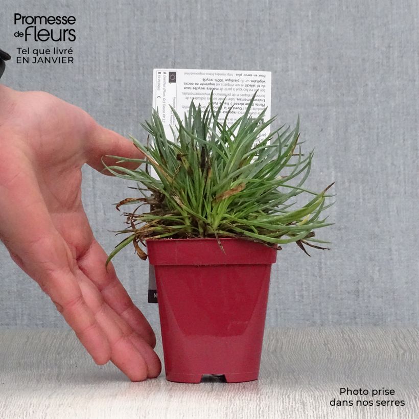 Exemplar von Feder-Nelke Scent First Tickled Pink - Dianthus plumarius Kleine Töpfe von 7/8 cm wie im Winter geliefert