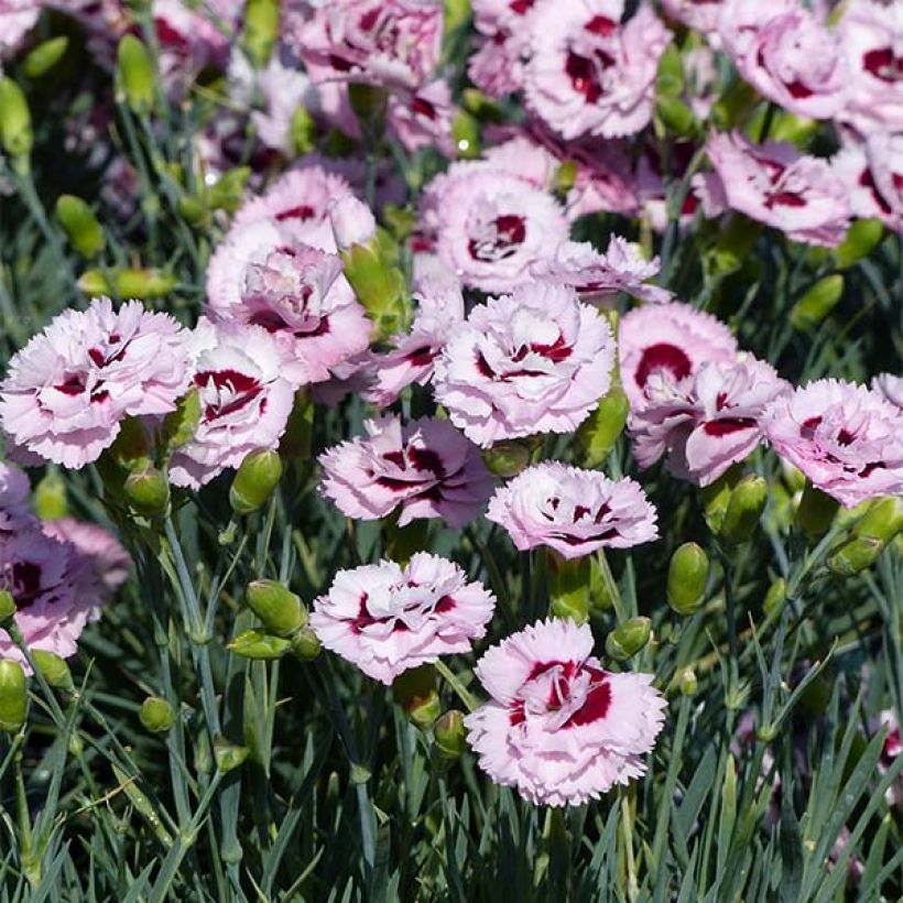 Feder-Nelke Scent First Raspberry Sundae - Dianthus plumarius (Flowering)