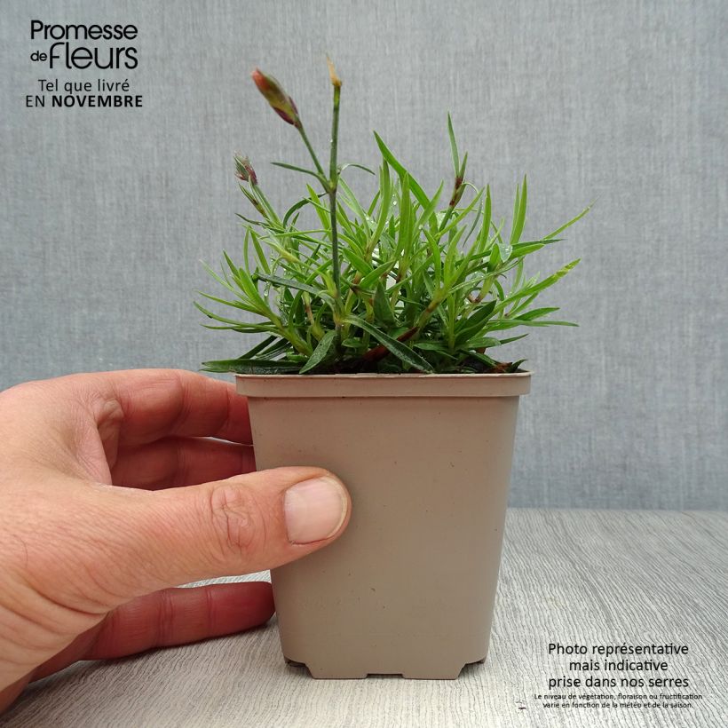 Example of Garten-Nelke Vivid Bright Light - Dianthus Kleine Töpfe von 8/9 cm as you get in automne