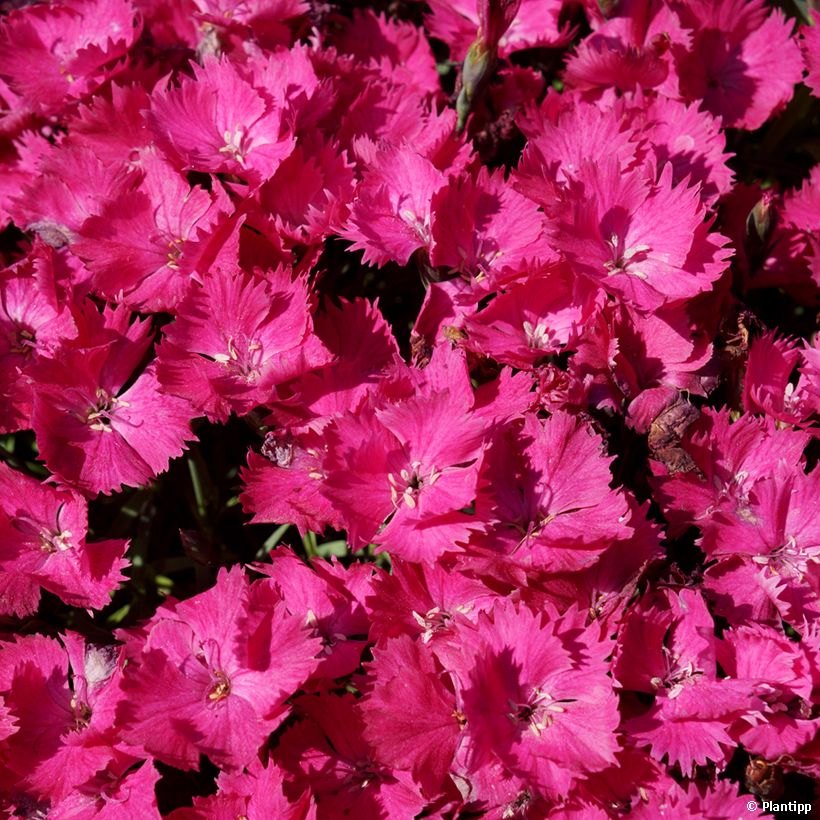 Garten-Nelke Vivid Bright Light - Dianthus (Flowering)