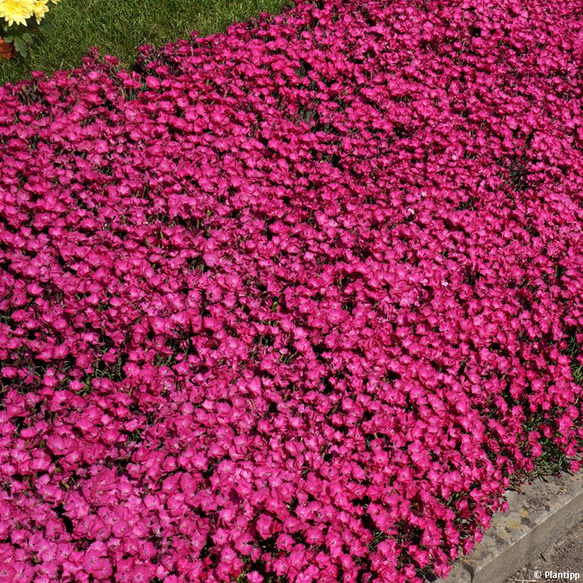 Garten-Nelke Vivid Bright Light - Dianthus (Plant habit)