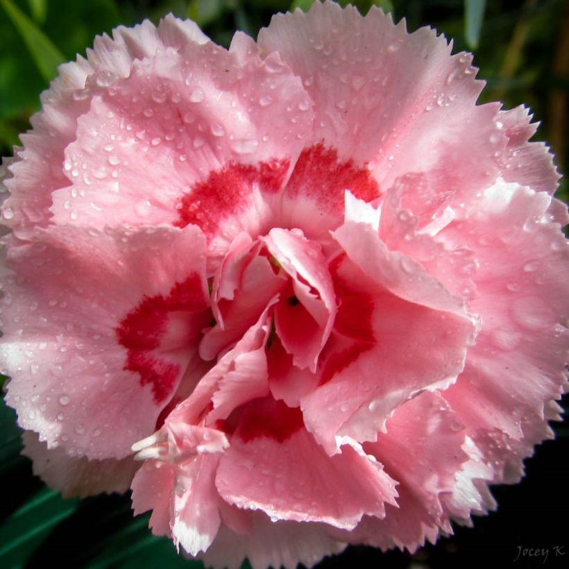Garten-Nelke Whatfield Supergem - Dianthus (Flowering)