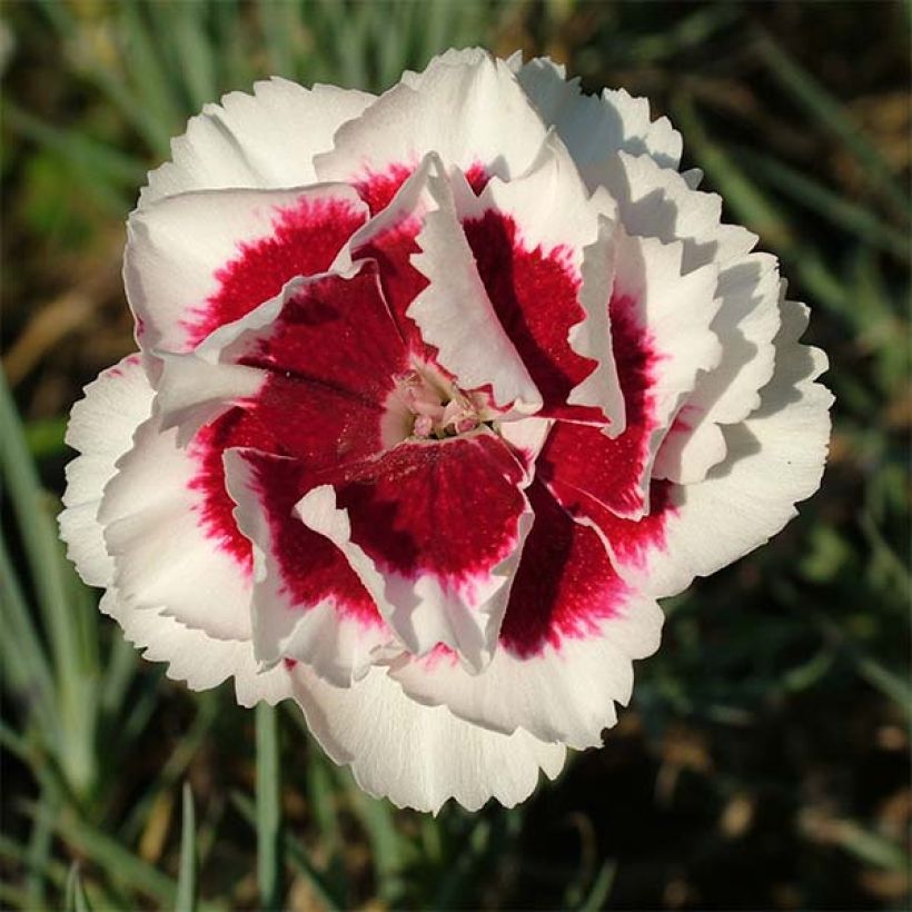 Dianthus allwoodii Alice - Garten-Nelke (Flowering)