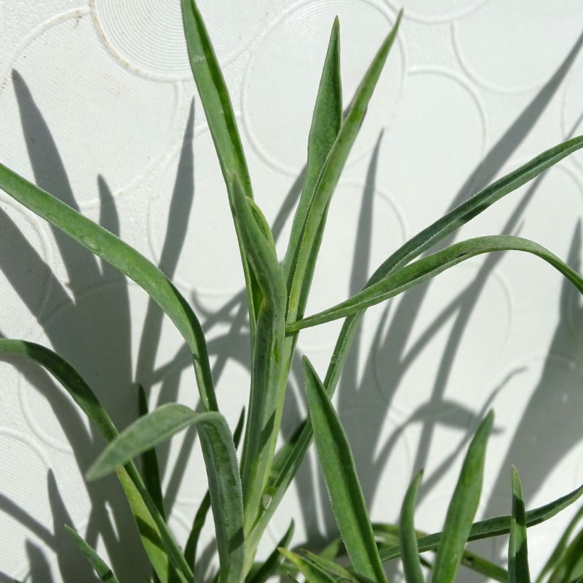 Dianthus allwoodii Alice - Garten-Nelke (Foliage)
