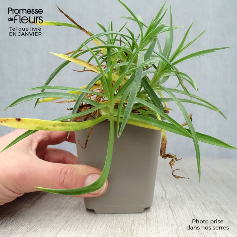 Exemplar von Dianthus allwoodii Alice - Garten-Nelke Kleine Töpfe von 8/9 cm wie im Winter geliefert