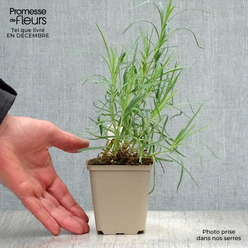 Exemplar von Dianthus alwoodii Romeo - Garten-Nelke Kleine Töpfe von 8/9 cm wie im Winter geliefert