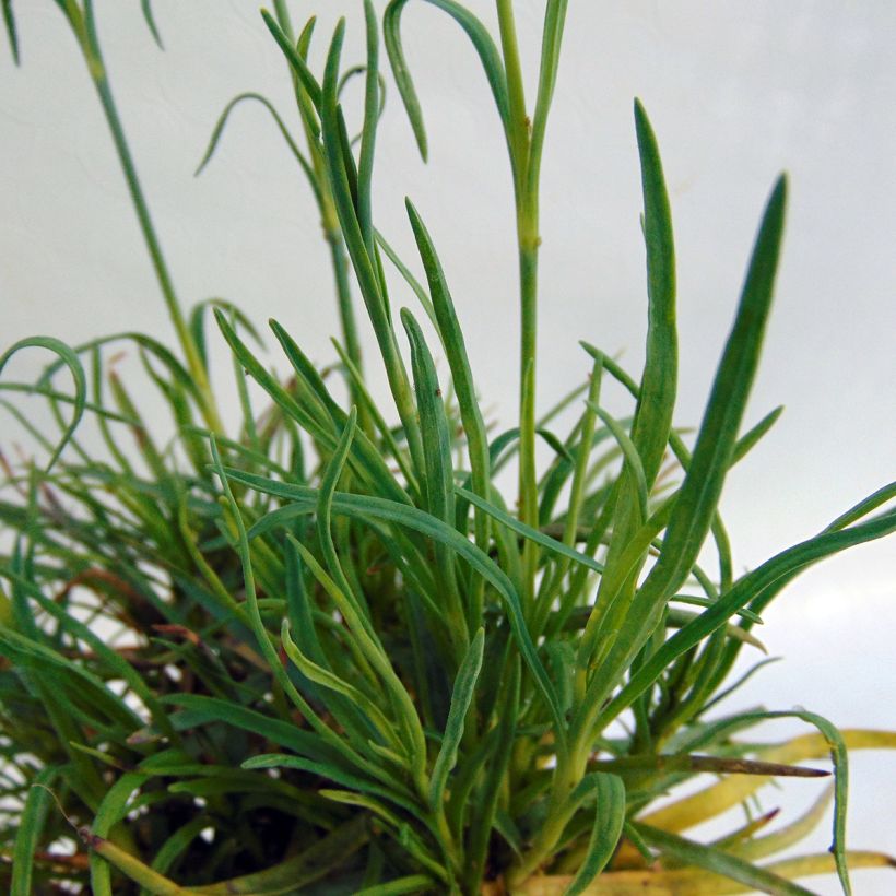 Dianthus alwoodii Romeo - Garten-Nelke (Foliage)