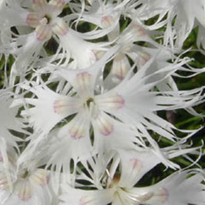 Dianthus arenarius - Gewöhnliche Sand-Nelke (Flowering)