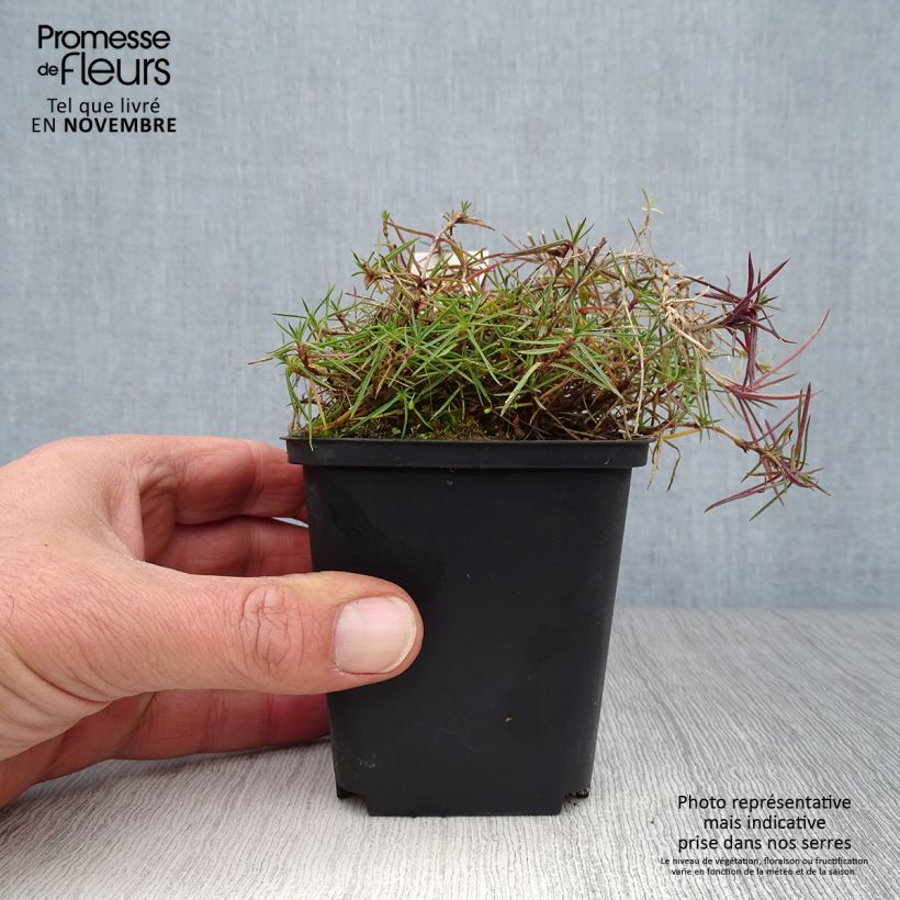 Example of Dianthus arenarius - Gewöhnliche Sand-Nelke Kleine Töpfe von 8/9 cm as you get in automne