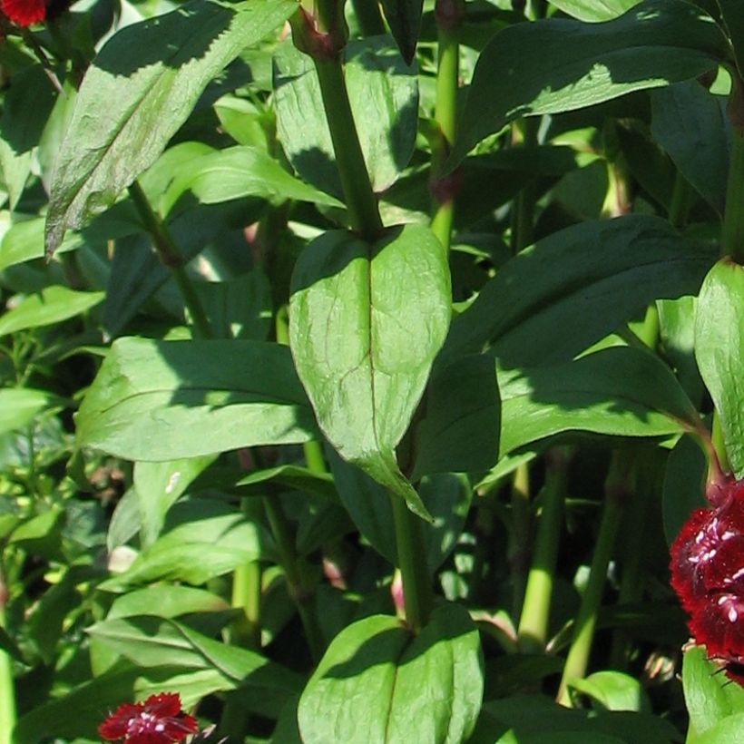 Dianthus barbatus Oeschberg - Bartnelke (Foliage)