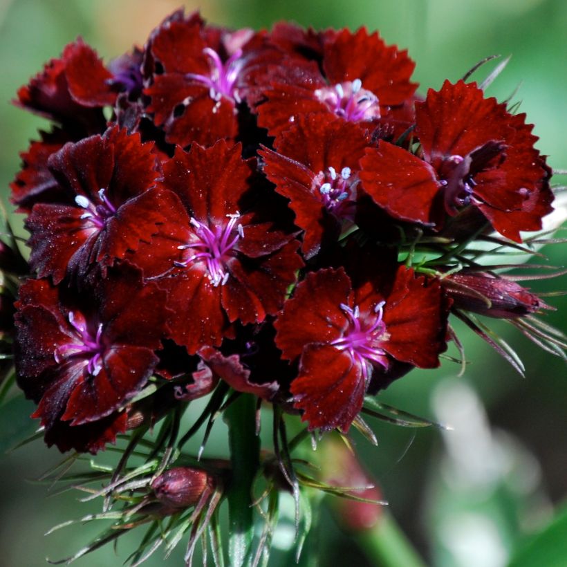 Dianthus barbatus Oeschberg - Bartnelke (Flowering)