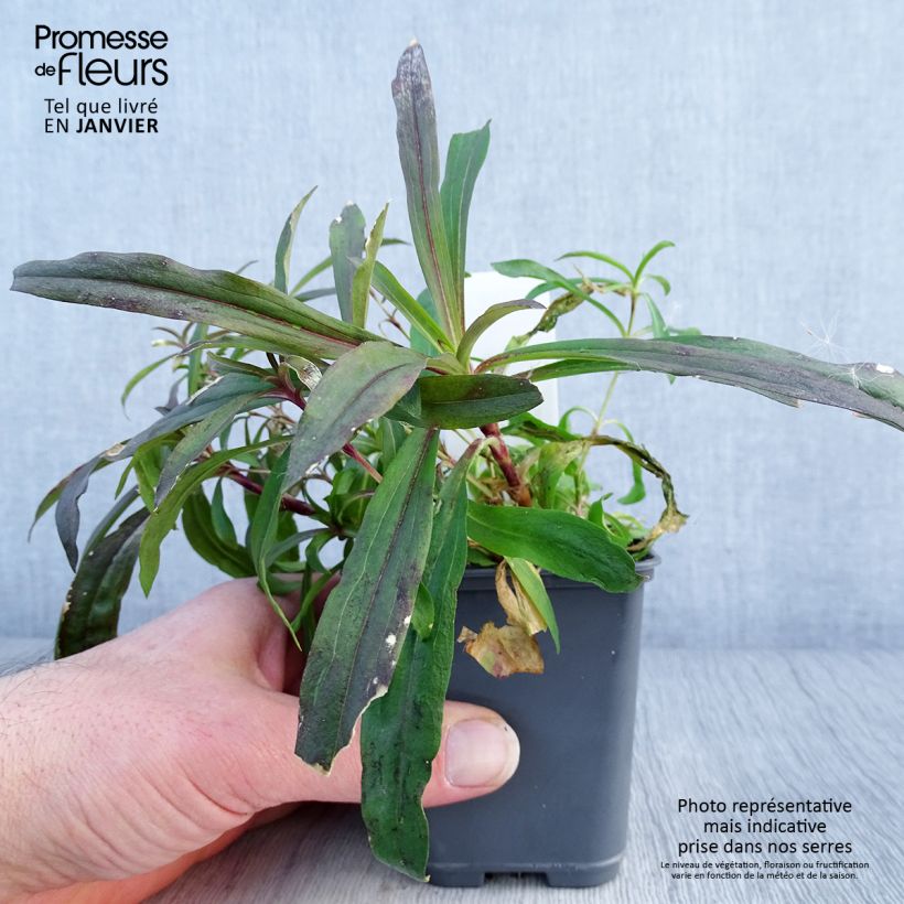 Exemplar von Dianthus barbatus Oeschberg - Bartnelke Kleine Töpfe von 8/9 cm wie im Winter geliefert