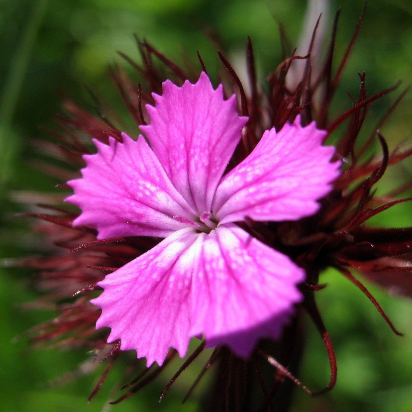 Dianthus barbatus Pink Beauty - Bartnelke (Flowering)