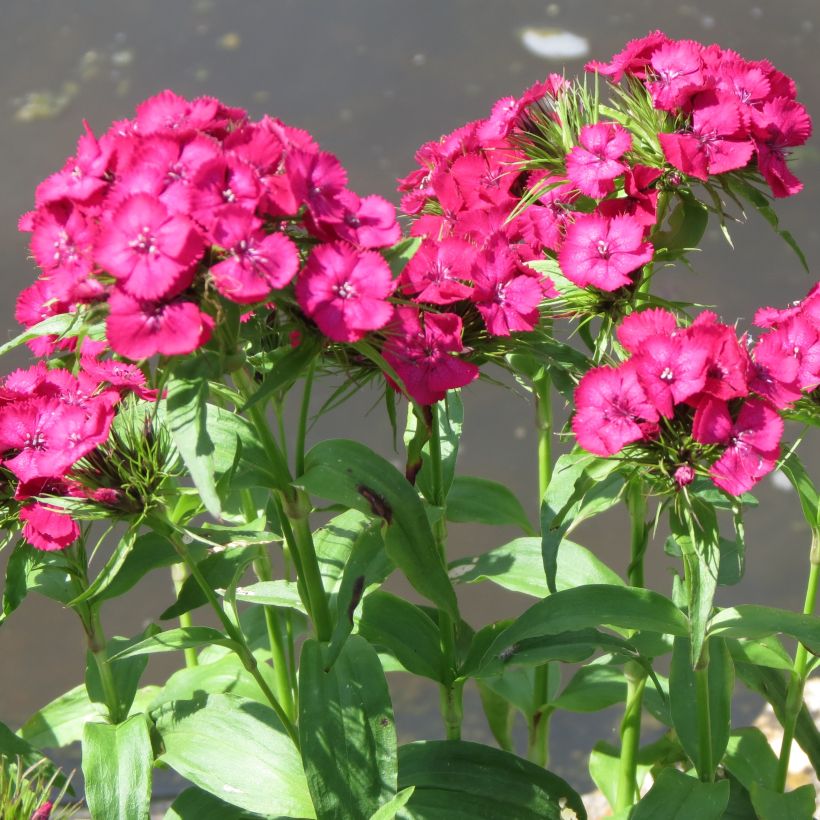 Dianthus barbatus Pink Beauty - Bartnelke (Plant habit)