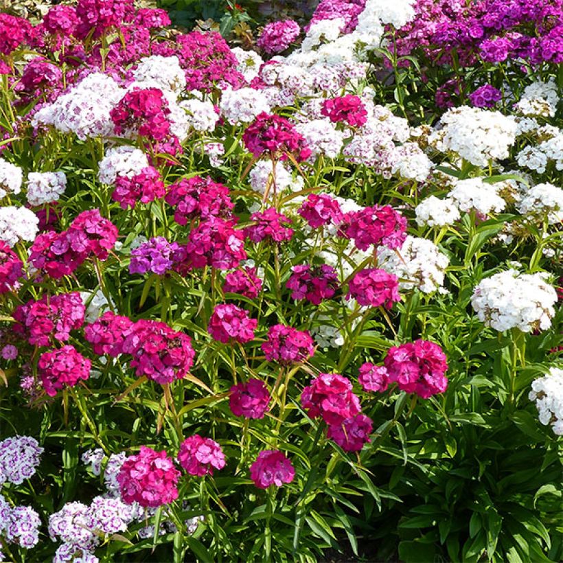 Dianthus barbatus Precurseur - Bartnelke (Flowering)