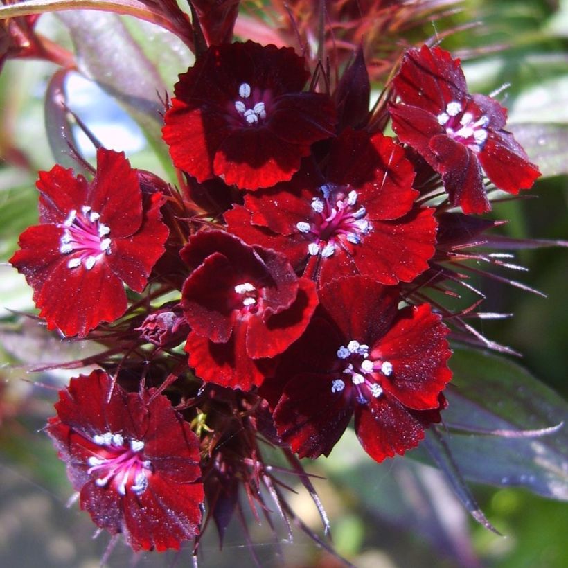 Dianthus barbatus Nigrescens Sooty - Bartnelke (Flowering)