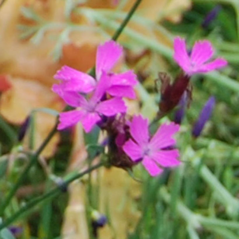 Karthäuser-Nelke - Dianthus carthusianorum (Flowering)