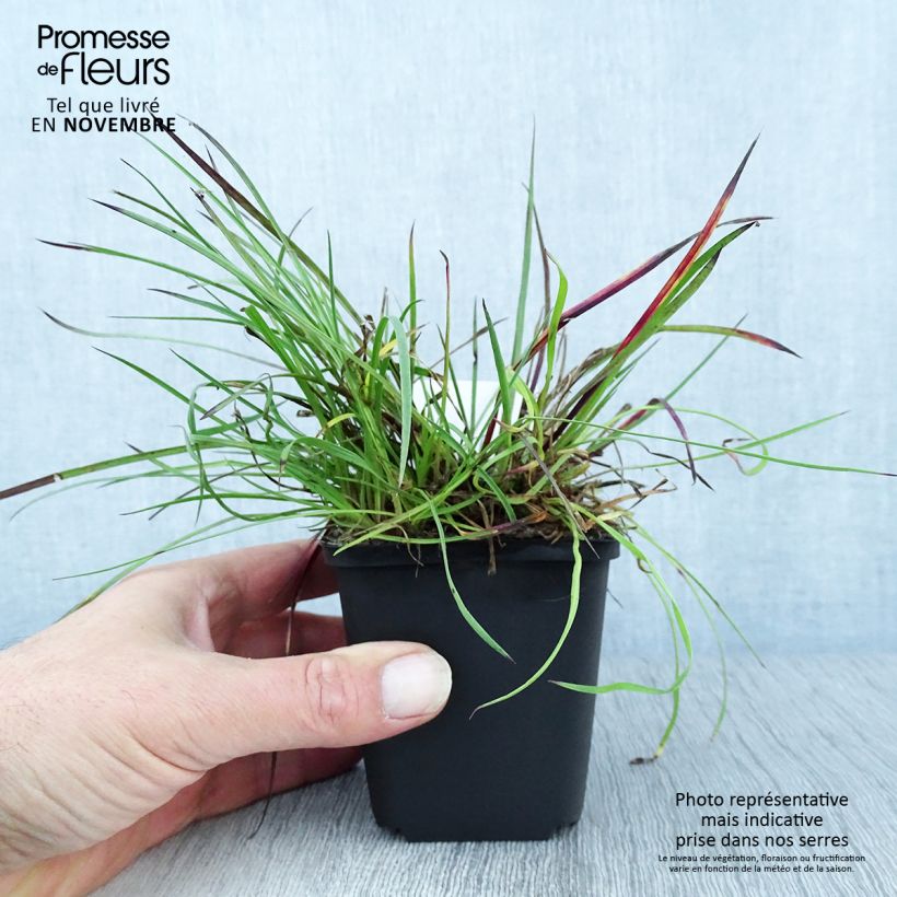 Example of Karthäuser-Nelke - Dianthus carthusianorum Kleine Töpfe von 8/9 cm as you get in automne