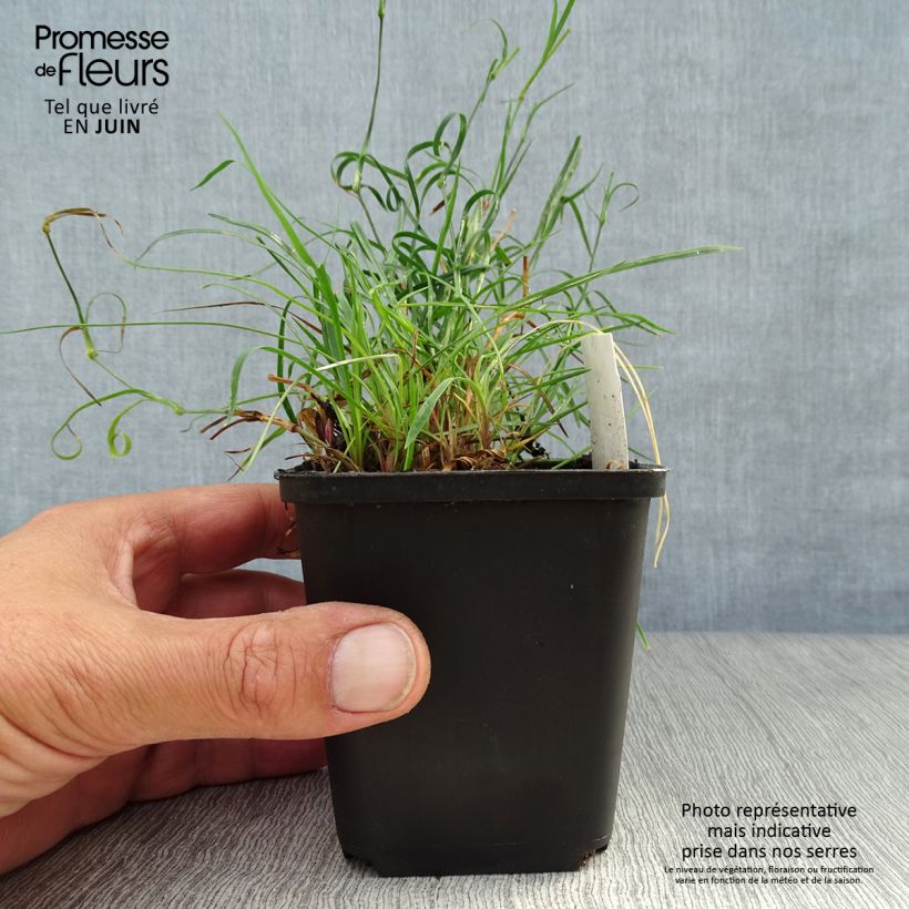 Exemplar von Karthäuser-Nelke - Dianthus carthusianorum Kleine Töpfe von 8/9 cm wie im Sommer geliefert