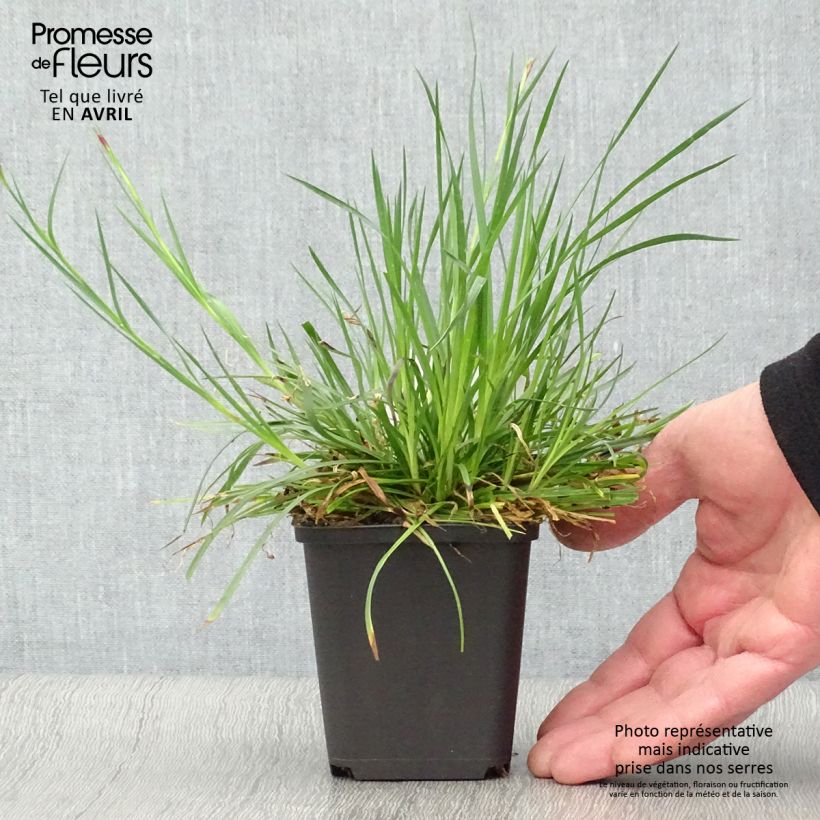 Exemplar von Karthäuser-Nelke - Dianthus carthusianorum Kleine Töpfe von 8/9 cm wie im Frühjahr geliefert