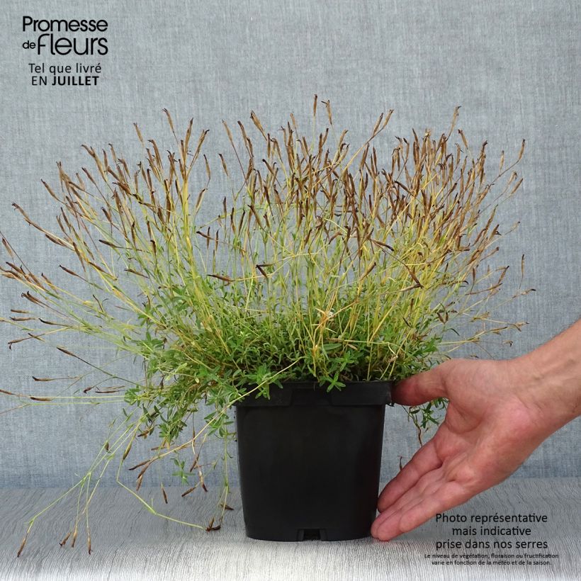Exemplar von Heide-Nelke Albiflorus - Dianthus deltoides Topf mit 2L/3L wie im Sommer geliefert