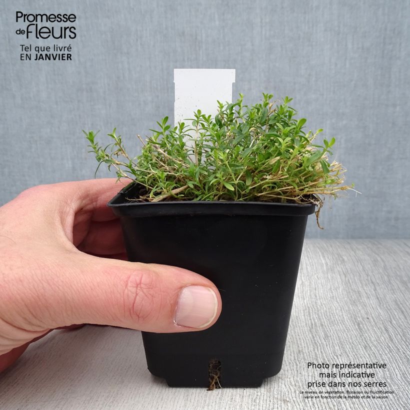 Example of Heide-Nelke Arctic Fire - Dianthus deltoides Kleine Töpfe von 8/9 cm as you get in hiver