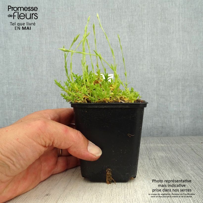 Exemplar von Heide-Nelke Arctic Fire - Dianthus deltoides Kleine Töpfe von 8/9 cm wie im Frühjahr geliefert