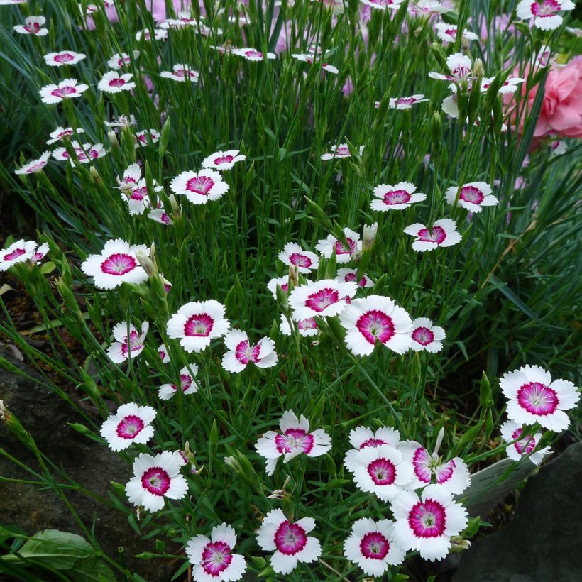 Heide-Nelke Arctic Fire - Dianthus deltoides (Plant habit)