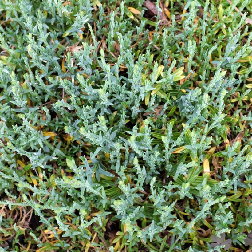 Heide-Nelke Arctic Fire - Dianthus deltoides (Foliage)